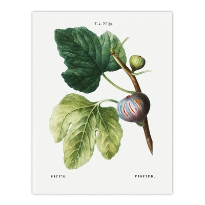Botanischer Ficus Carica Fig Redoute Vintage Wandbilddruck Poster