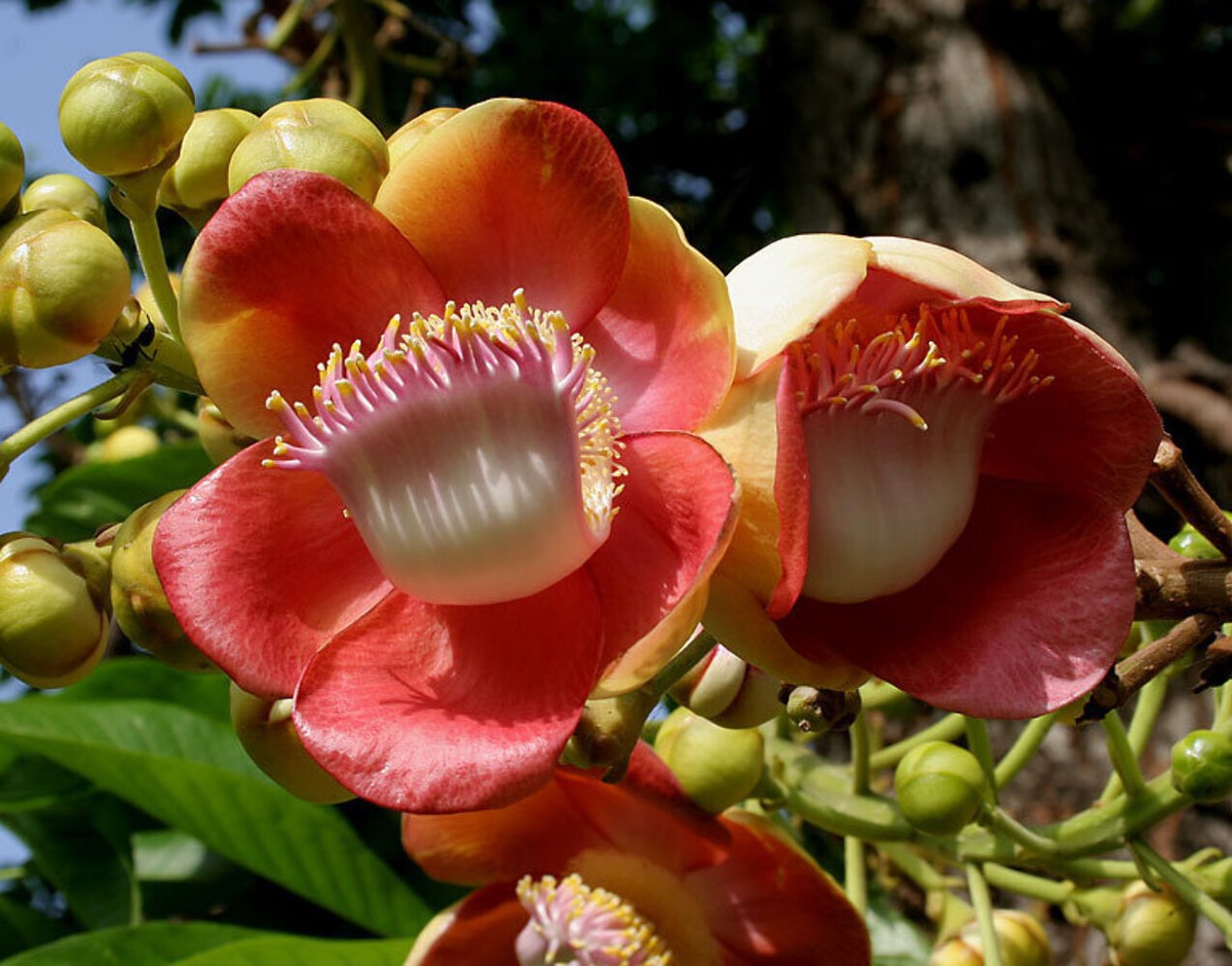 Cannonball Tree - Couroupita guianensis | eBay