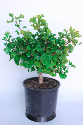 Mariken maidenhair Ginkgo tree- 3 gallon bonsai tree | eBay