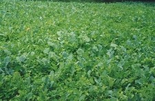5 lbs. Forage Rapeseed Cover Crop Wildlife Food Plot Cover Crops