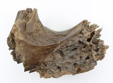 World Class Trabecular Fossil Tyrannosaurus T rex vert 8.2" Montana COA 5903