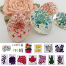 10 St&uuml;ck mehrere gepresste Blumen Trockenblumenbl&auml;tter zum Selbermachen