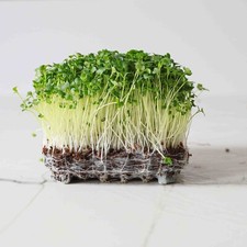 MICROGREENS SEEDS - BROCCOLI WALTHAM - 4.oz