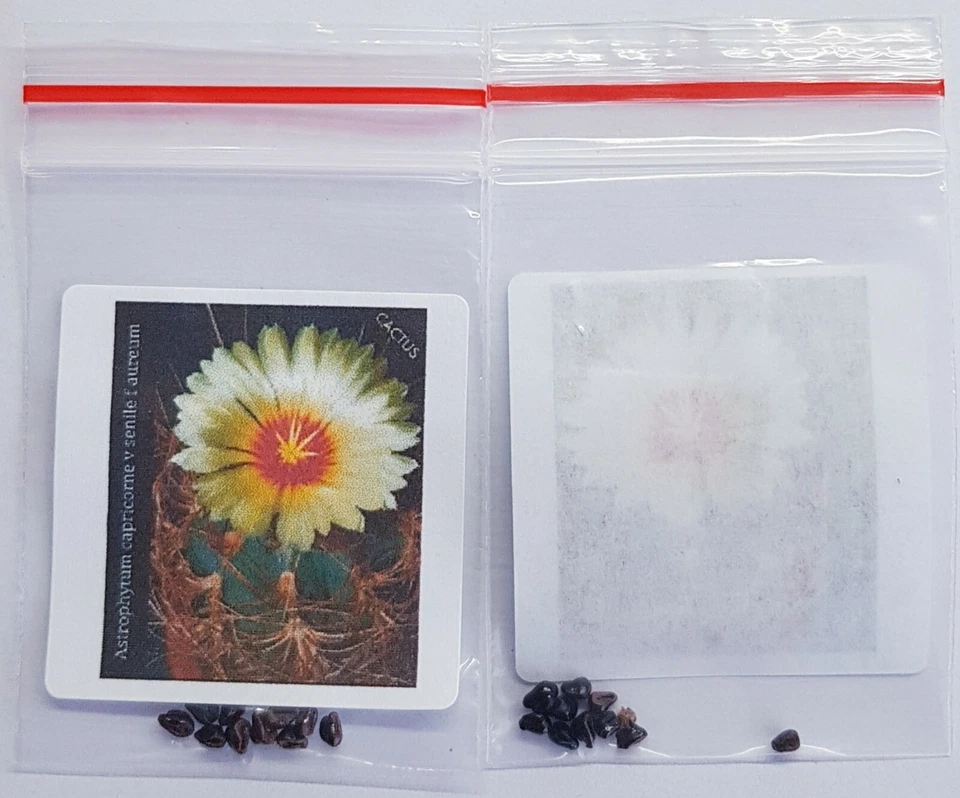  Astrophytum capricorne v senile f aureum  10 x Seeds STAR CACTUS CACTI Tracking - Image 2 of 4