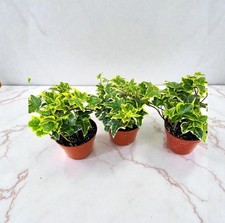 Gold Child English Ivy in 3"Pot Set of 3 Houseplant Groundcover House Plant