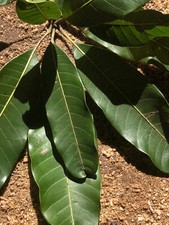 dried mango leaves