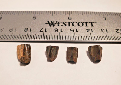 (1) Large Hadrosaur/Edmontosaurus Fossil Tooth Dinosaur
