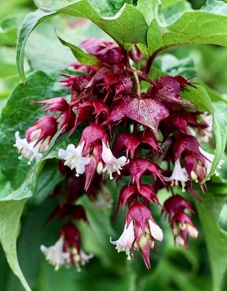 Rare Gold Leaf Himalayan Honeysuckle Seeds ~ Leycesteria Formosa ~ Plants ~