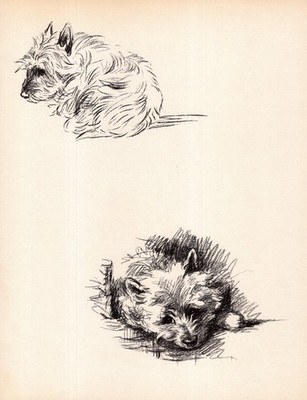 1937 Vintage Cairn Terrier Print Wall Art Decor Lucy Dawson Illustration 6331p