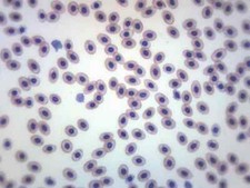 25PK Frog Blood Smear - WM - Prepared Slides - 75x25mm - Eisco Labs