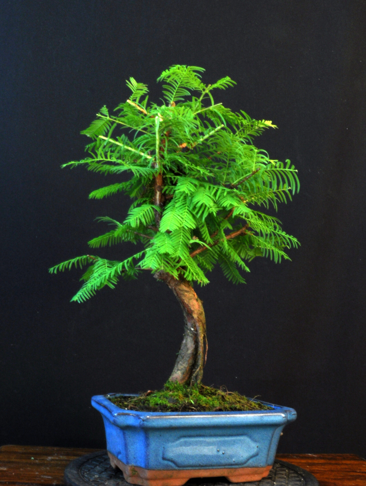 BONSAI SECUOYA DEL MUNDO PRIMITIVO METASEQUOIA GLYPTOSTROBOIDES EXTERIOR