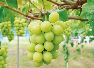 Propagation of Grape Vine Cuttings: A Practical Guide - Publications