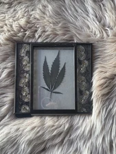 real dried pressed hemp leaf in frame