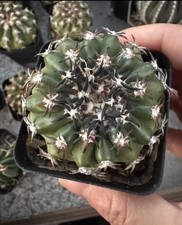 Prezzo di vendita 4,95 cm Gymnocalycium spegazzinii radice propria WYSIWYG