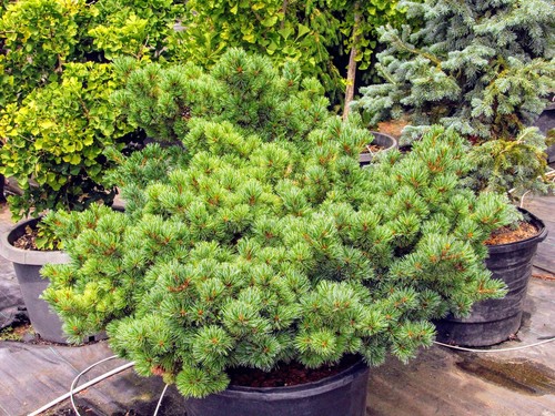 Pinus parviflora 'Catherine Elizabeth' - Japanese White Pine *Live Plant - Picture 4 of 6