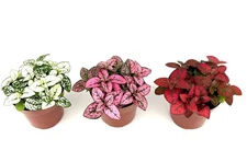 Hypoestes Splash Color Trio, Live House Plants Air Purifying, 3pk 2.5" Pots