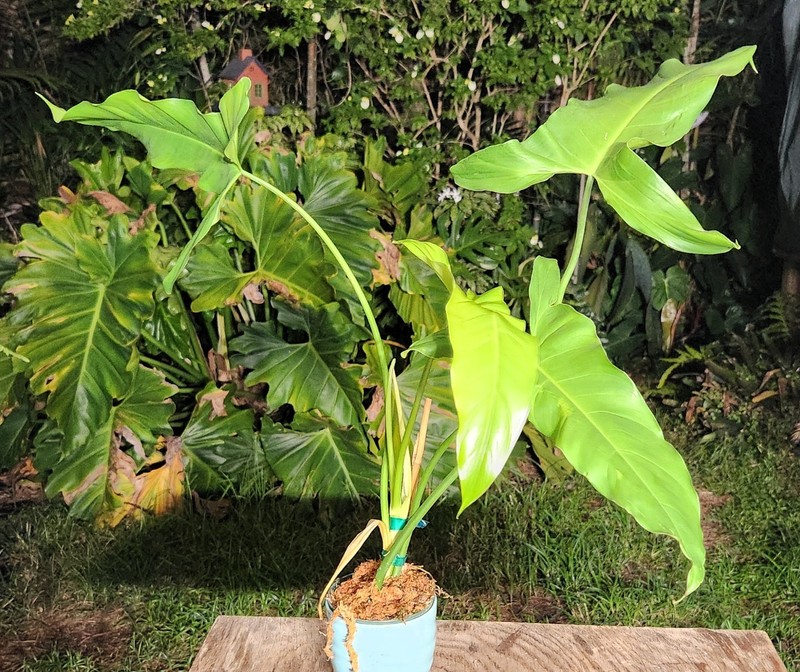 Philodendron Menkei Plant being grown in 4" Pot 21" Tall 28" Wide