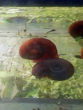 15 lumache Planorbarius Corneus Miste mangia alghe sul vetro dell'acquario