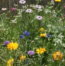 Wildflower Mix EDIBLE FLOWERS Tangy Spicy Floral w/ Perennials Non-GMO 500 Seeds