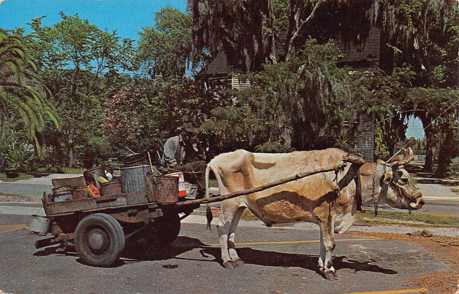 FL 1950's Florida Ox Bullmobile Trash Man at Fernandina, FLA Nassau