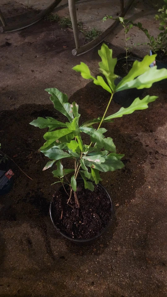 SOUTHERN MISSISSIPPI OAK SEEDLING TREE PLANT - Image 3 of 4