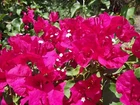 Bougainvillea - 'Barbara Karst'