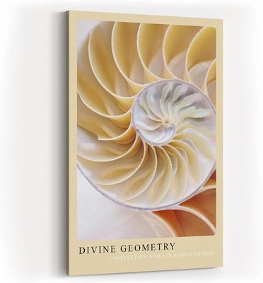 Sinus Art Paul Sinus Kunstdruck Divine Geometry   Nautilus-Muschel in