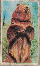 Vintage Japanese Brown Bear Standing Animal Nature Art Card