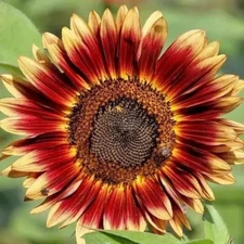 Indian Blanket Sunflower Seeds - Native Wildflower Pollinators Heirloom Non-GMO