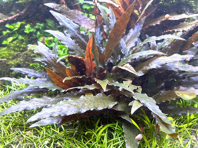 Cryptocoryne Nurii  Dark  - Rare - Buy 2 get 1 FREE - 1 plant.