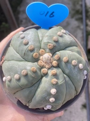 Succulent plants Astrophytum asterias  'Kikko' Fukuryo seedgrowth WYSIWYG 016