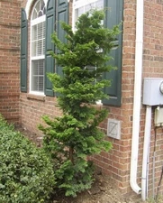 ( 1 ) - Slender Hinoki False Cypress - Starter Plant ( L7 ) ( 1 live plant )