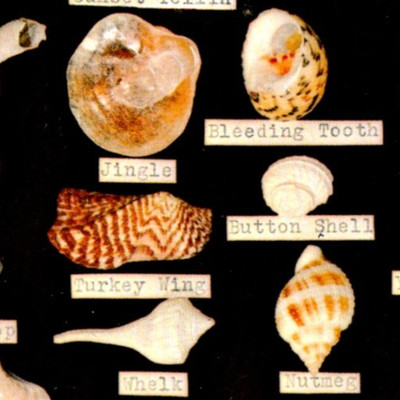 Vintage Postcard Seashells Of Florida FL Dodson's Shell Shop