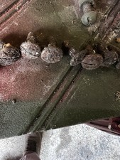 Daimler Dingo and AC Floor Screws