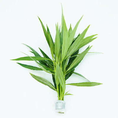 Buy2Get1Free Narrow Leaf Hygrophila Salicifolia Bundle Live Aquarium Plant