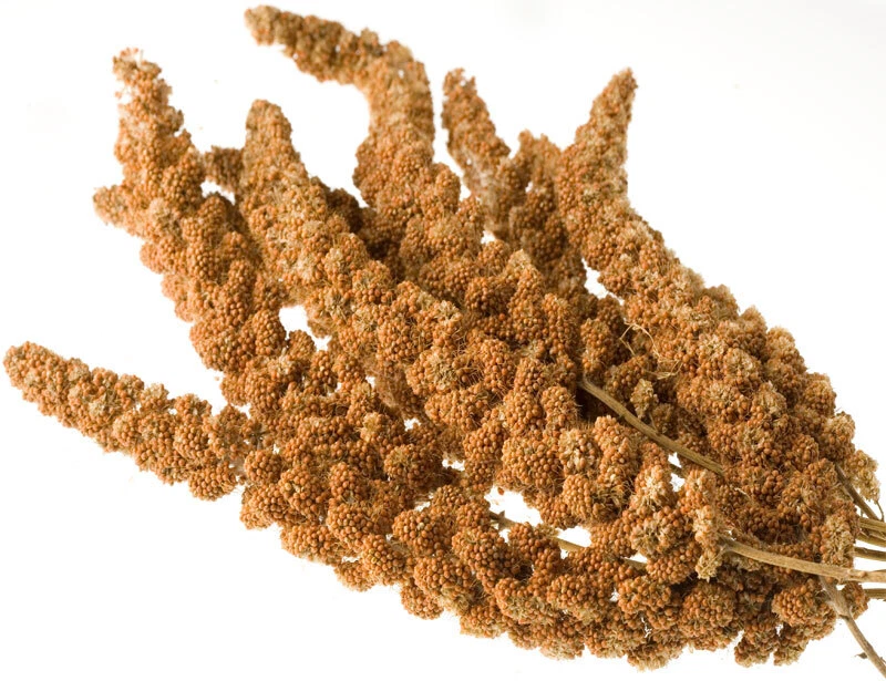 FISCHFUTTERTREFF Kolbenhirse ROT- Vogelfutter Wellensittich Nagerfuter (Setaria italica) 500 g