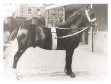 Welsh Cobtyp, Foaled 1905 