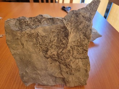 Silurian Plant. Leveillites hartnageli. Estonia.