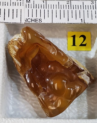 FL State Stone Rare Free Form Agatized Fossilized Coral Specimen from Tampa Bay - Picture 2 of 6