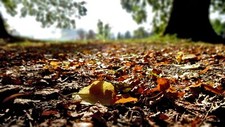 Landscape nature fall leaves trees dirt closeup Custom Gaming Mat Desk