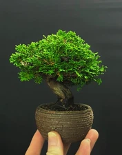 japanese shohin Hinoki Cypress bonsai tree 35 years old (high quality)