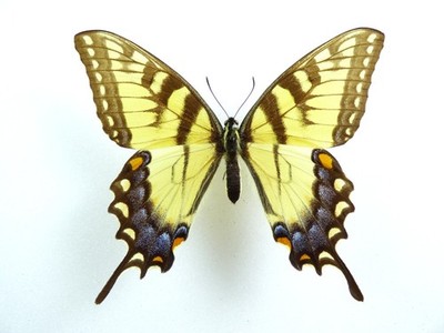 Papilio glaucus ssp. canadensis Weibchen