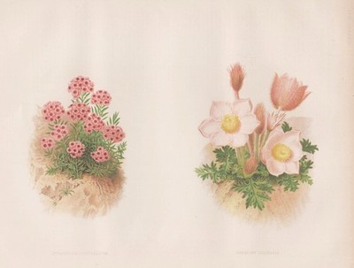 lesser centaury Windröschen windflowers Botanik Blume botany Robinson Litho