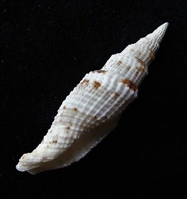 seashell Bractechlamys vexillum SELECTED 28-35mm F+++