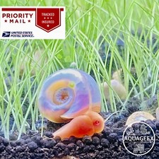 5 PEARL PINK RAMSHORN SNAILS - MIXED SIZE - TANK BREED - AQUARIUM ALGAE EATER
