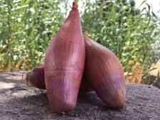 70 SEMI DI SCALOGNO FRANCESE ''ZEBRUNE'' + OMAGGIO - SPEDIZIONE GRATUITA