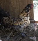 12 HATCHING EGGS POSSIBLE INDIOS-AYAMS-JERSEY  GIANT-ISABELLA*READ DESCRIPTION* — photo 6