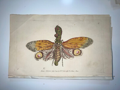 Gravure Ancienne 1783 Shaw & Nodder - Perruche à Tête Violette, Main Colorée - Occasion Rare