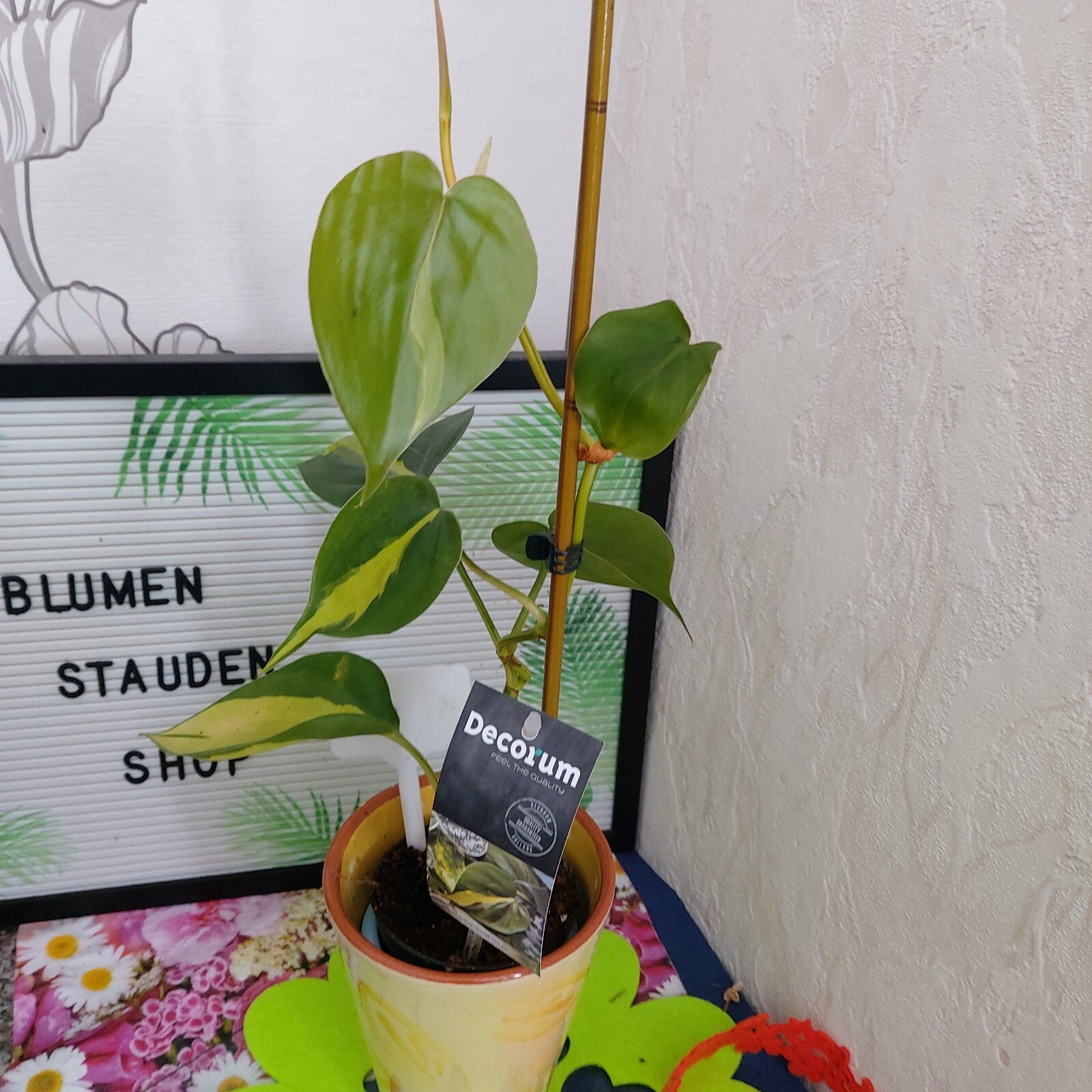 Bild 6 von 24
