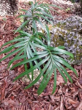 Rare And Exotic Cycas 'Swansong' Hybrid